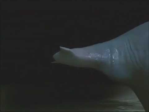 Dolphin transformation
