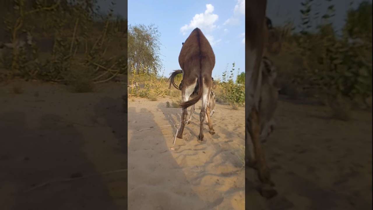 #donkey #animals #foryou #youtubeshorts #pets