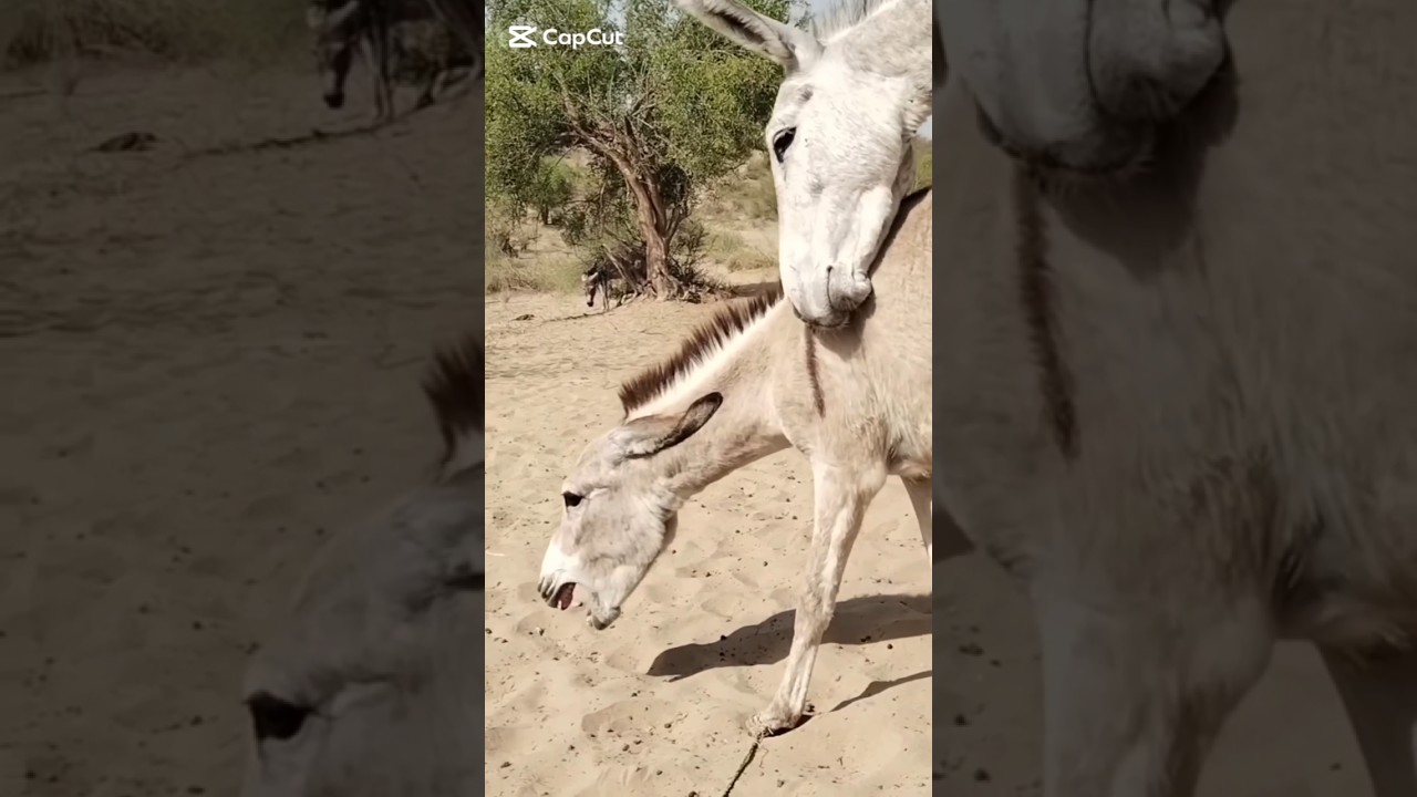 donkey first time mating #usaanimals #shortsvideo #cutecat #donkey #mating #shorts #trending #horse