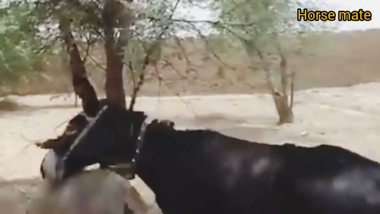 DONKEY MATE SO CRAZY!!