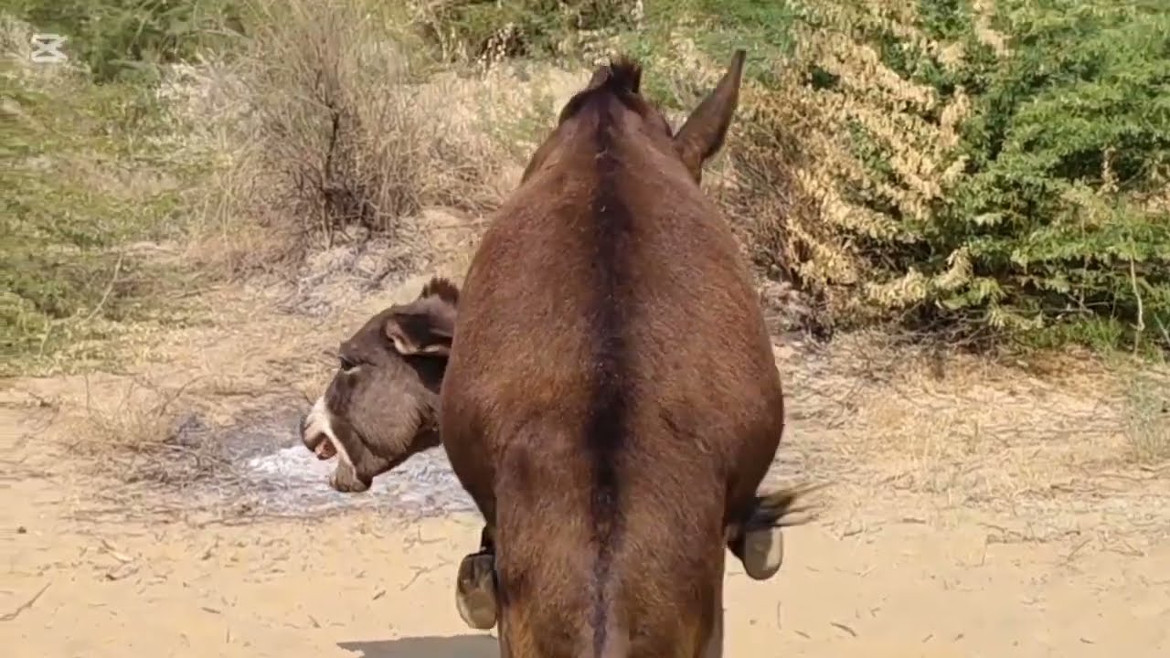 donkey mating