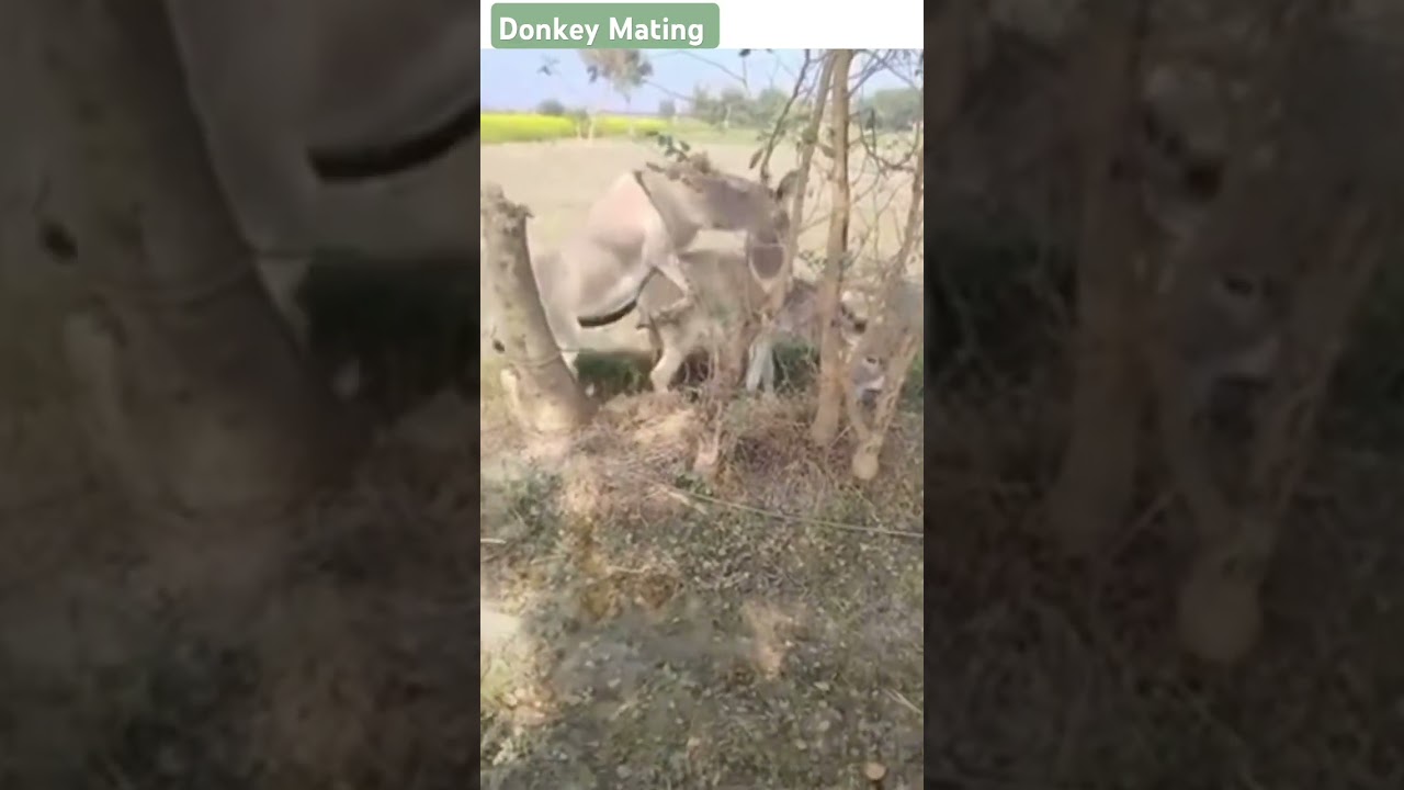 Donkey mating #shorts