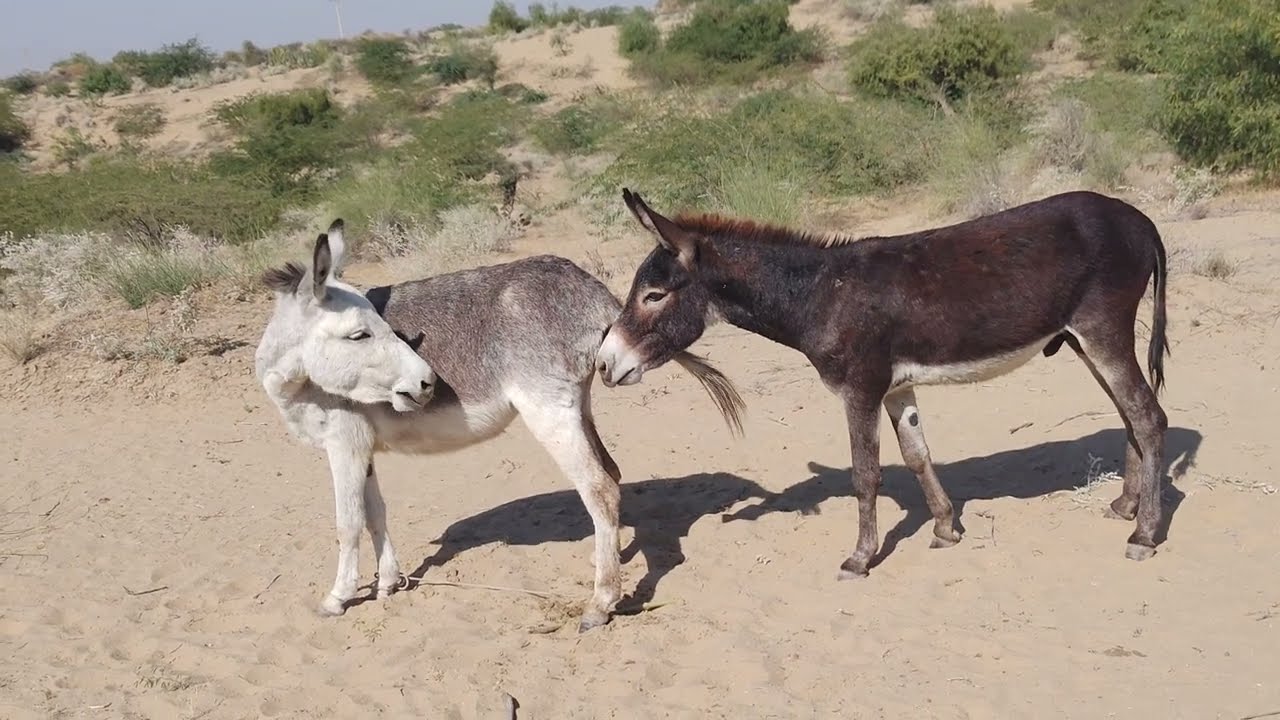 Donkey mating video || Donkey Meet Up #tharparkar #donkey #viralvideo #animals