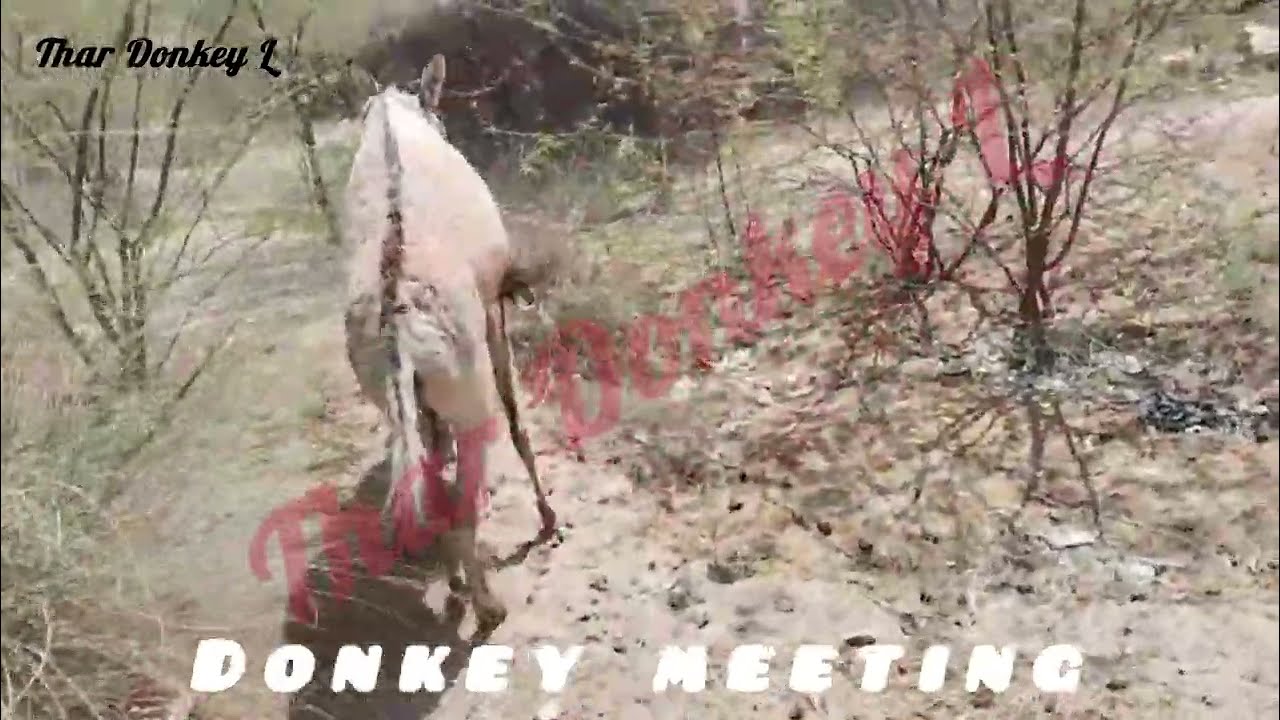 Donkey Meetings