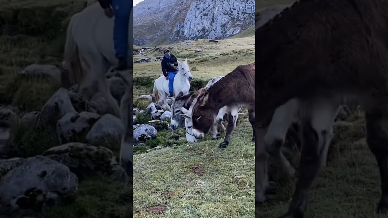 Donkey transportation