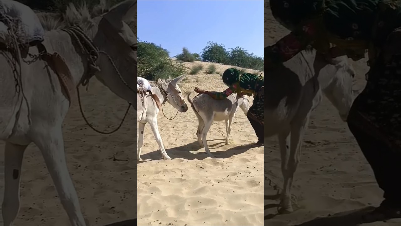 #donkey#horse#funny #duetz #funnyhorse #animals #equestrain
