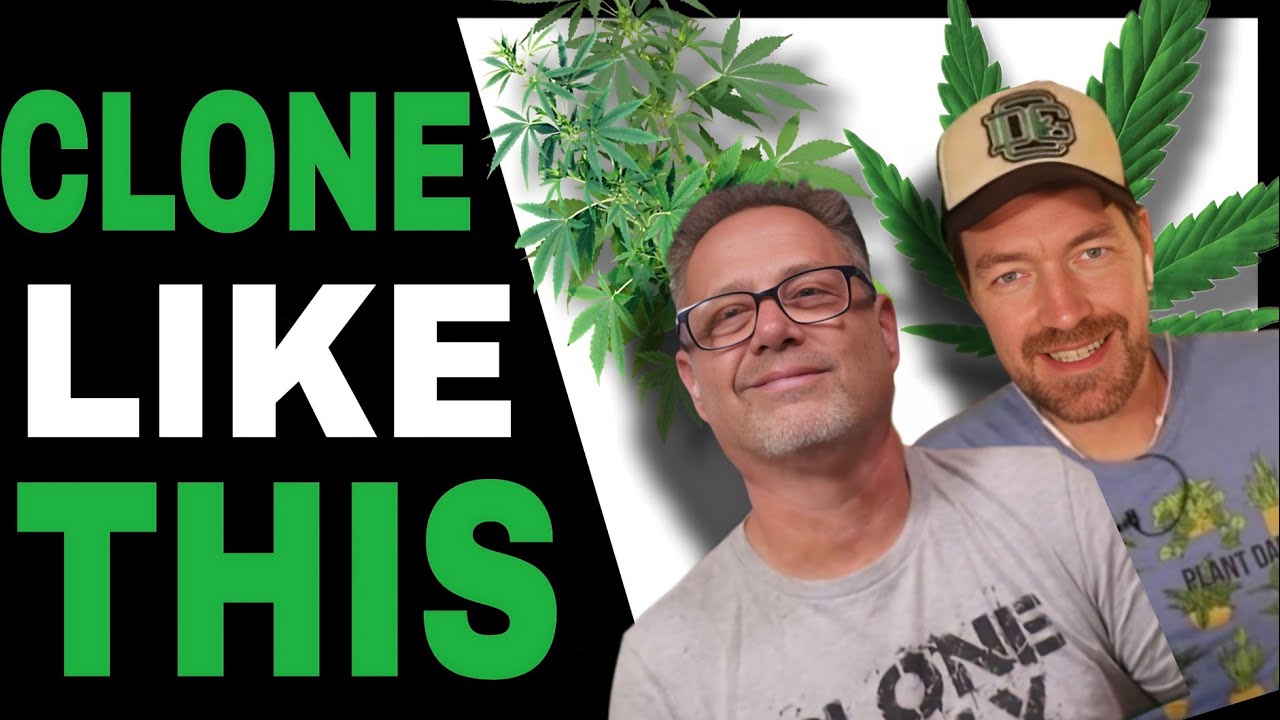 Don't Clone Cannabis Plants Until You Know THESE Pro Grower's Tips