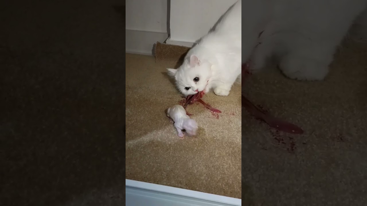 doğum yapan #kedi