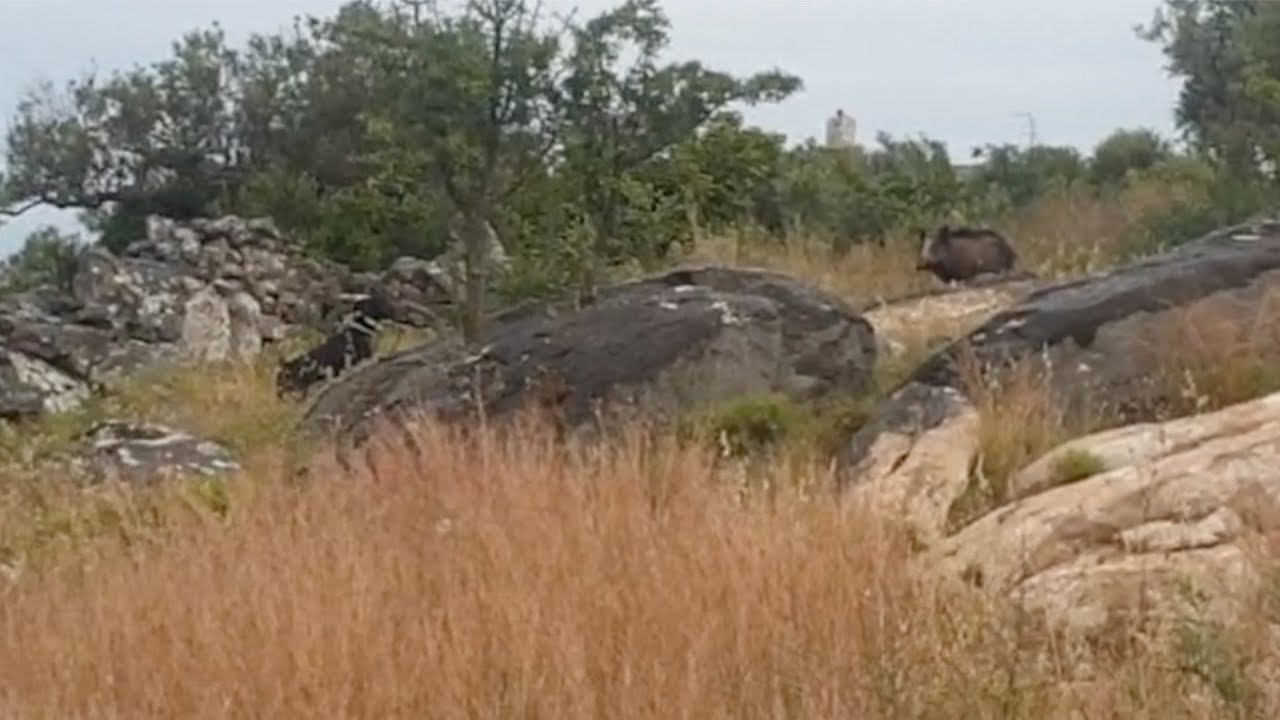 Drahthaar vs Wild Boar (Ντρατχααρ σε φερμα αγριογουρουνο)