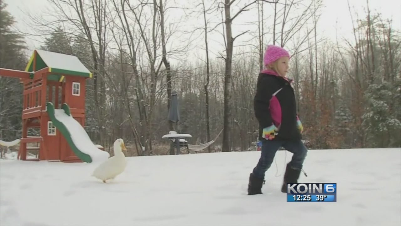 Duck Mistakes Girl For Mom