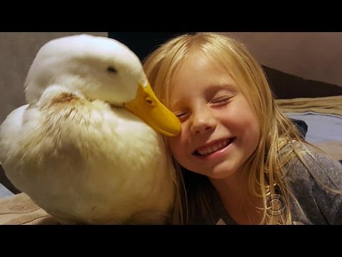 Duck pals: A girl and her duck