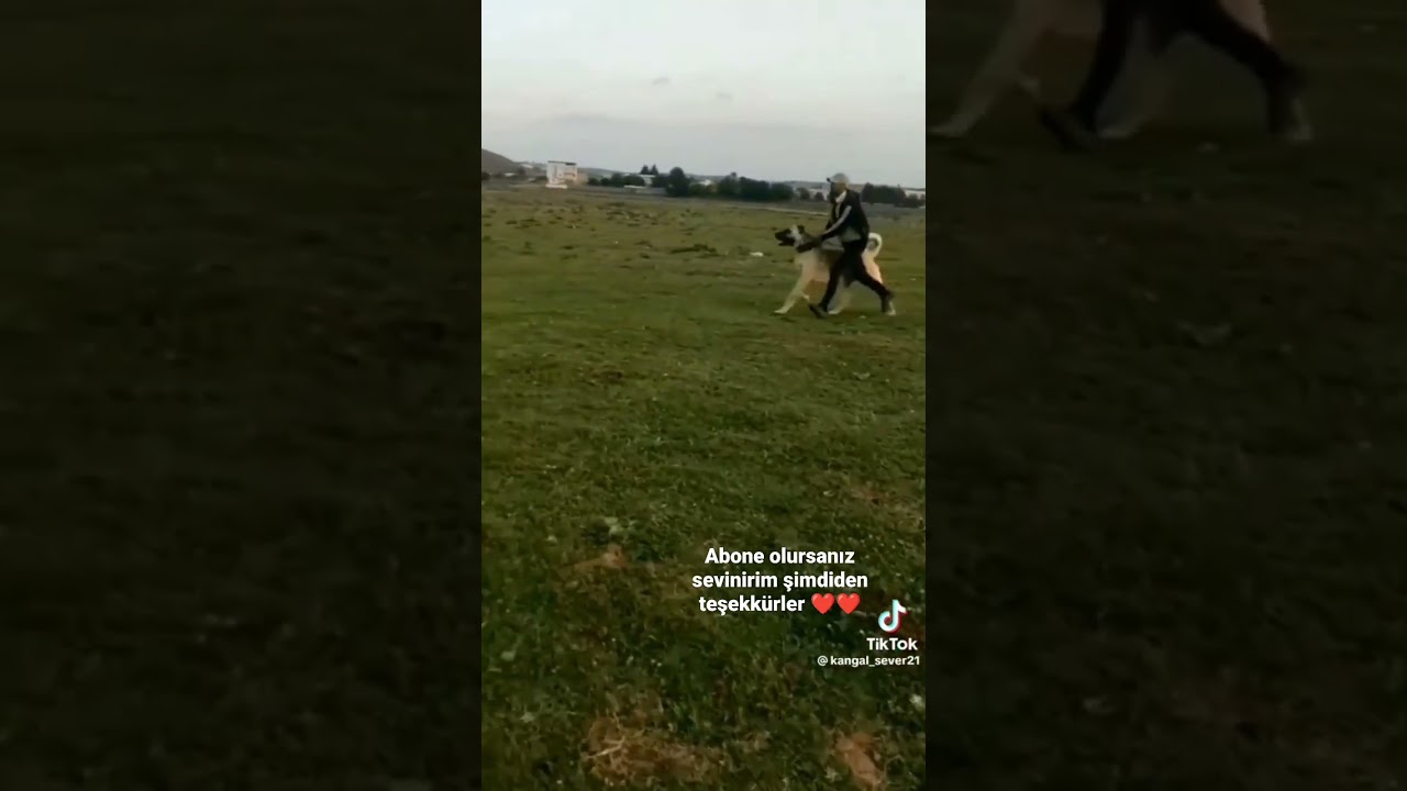 DÖVÜŞ KANGAL KÖPEĞİMİZ
