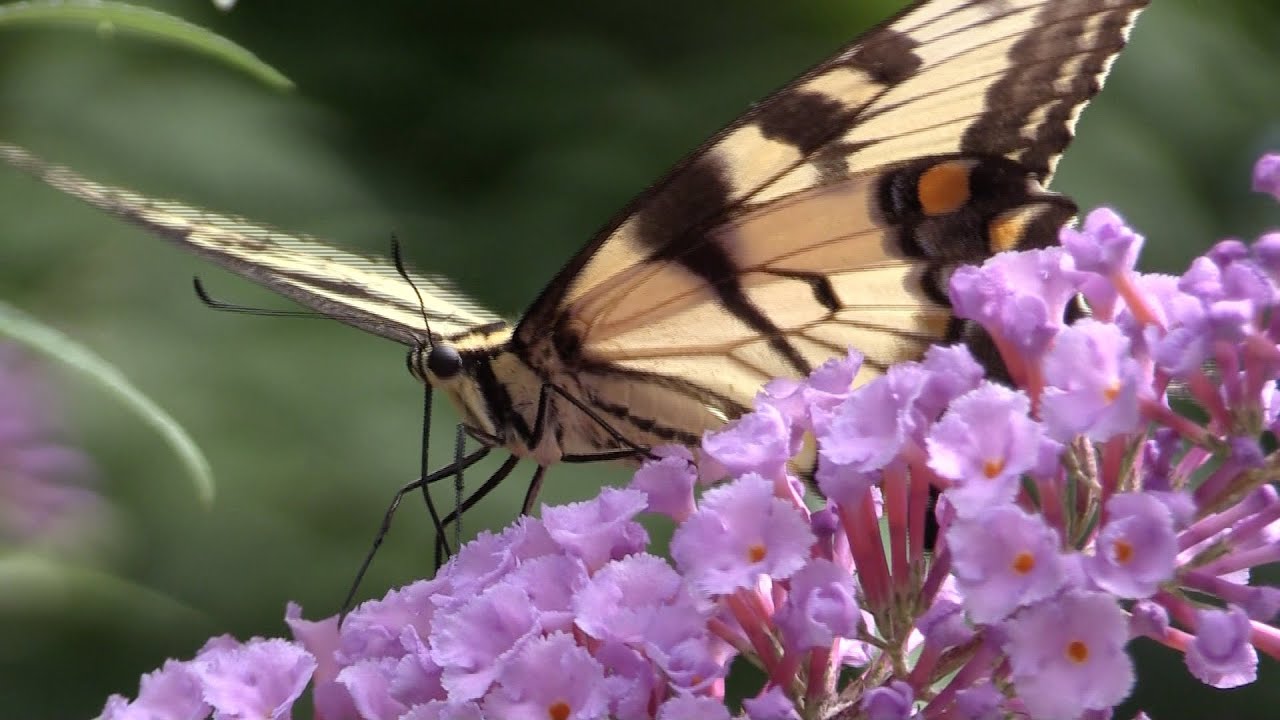 Eastern Tiger Swallowtail Butterflies--NARRATED