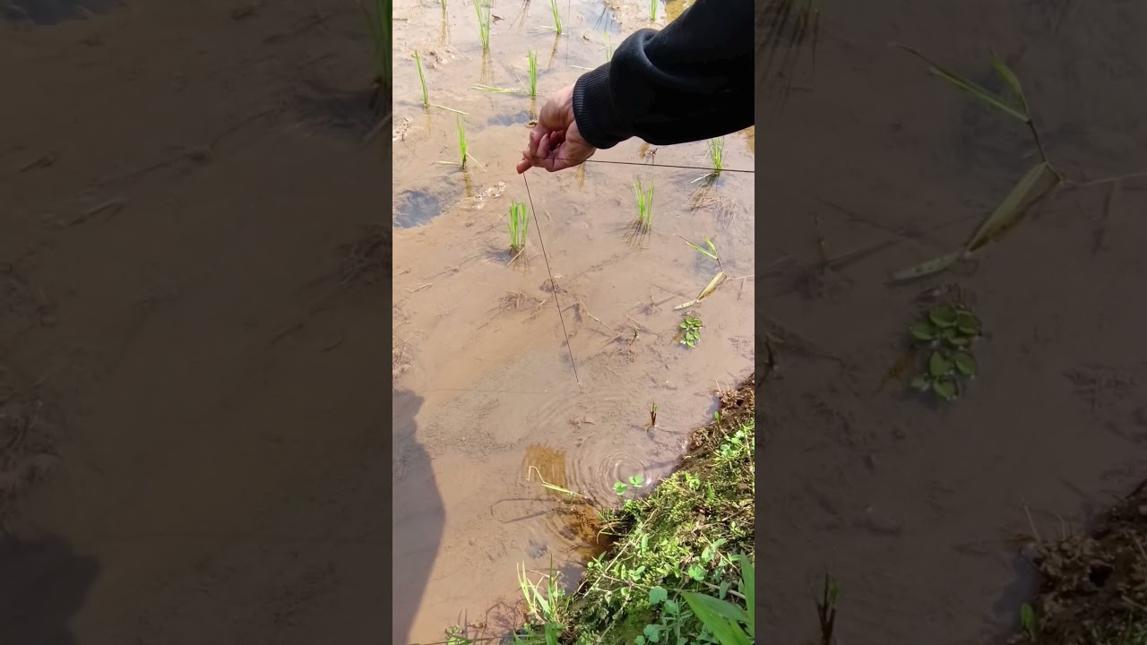 Eel Fishing 🔥Hot