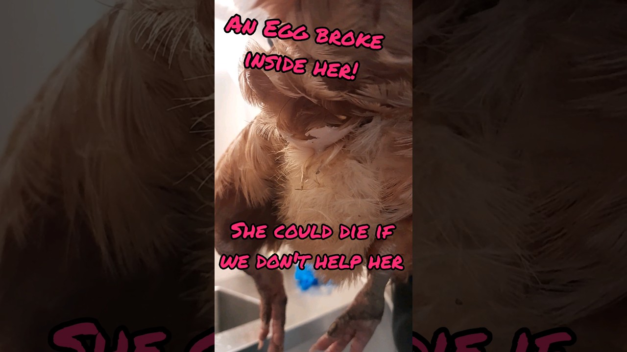 egg broke inside her! #chicken #animalhusbandry #neardeath #homestead #lifestyleblock #eggs
