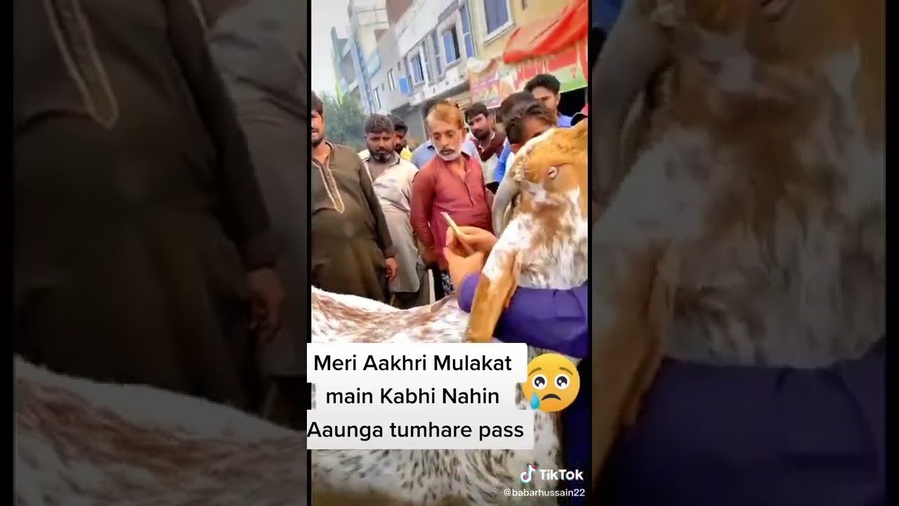 Eid ul Adha Animal 2021 | Cow Tiktok | Cow Lover | Qurbani Eid Janwar | whatsapp status | #Shorts
