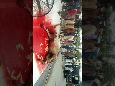 #Eid3rthday hunt ko zabha kistara hota hain #Ghatakhter ,#eid gay zaba karty wakt