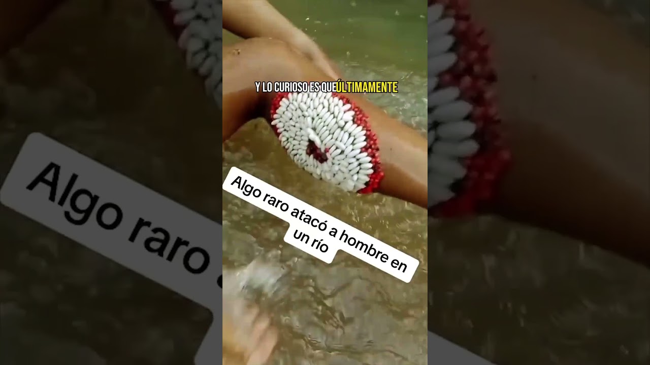 El ataque de las Legumbres MARINAS!!