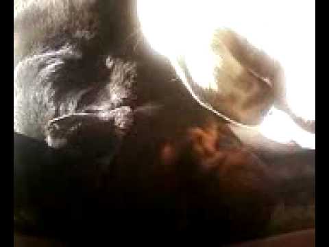 el perro masajista