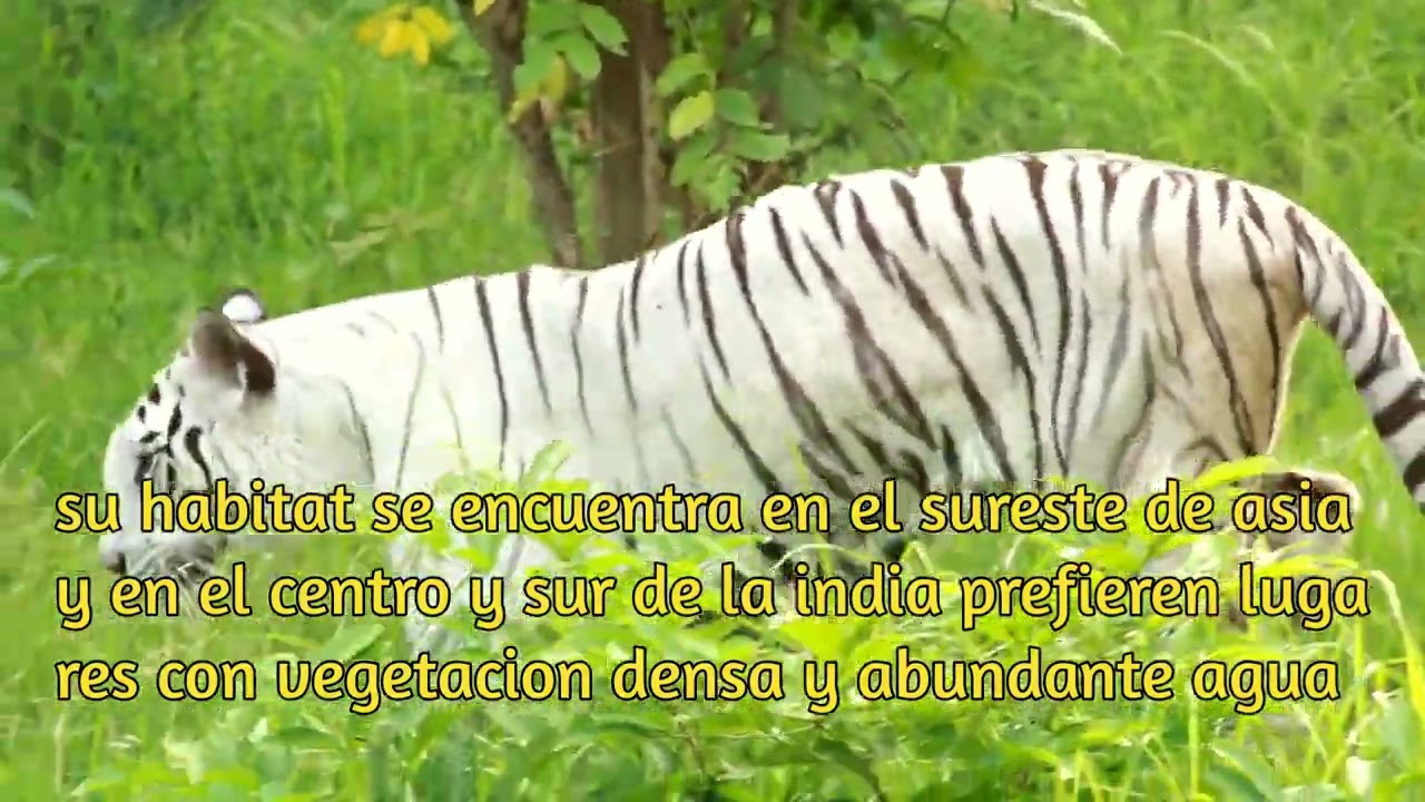 El tigre blanco