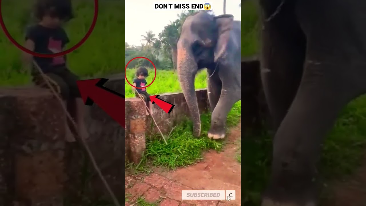 ELEPHANT ATTACK ON BABY ? | 🔥😱😱🤯 #shorts  #shortvideo #short