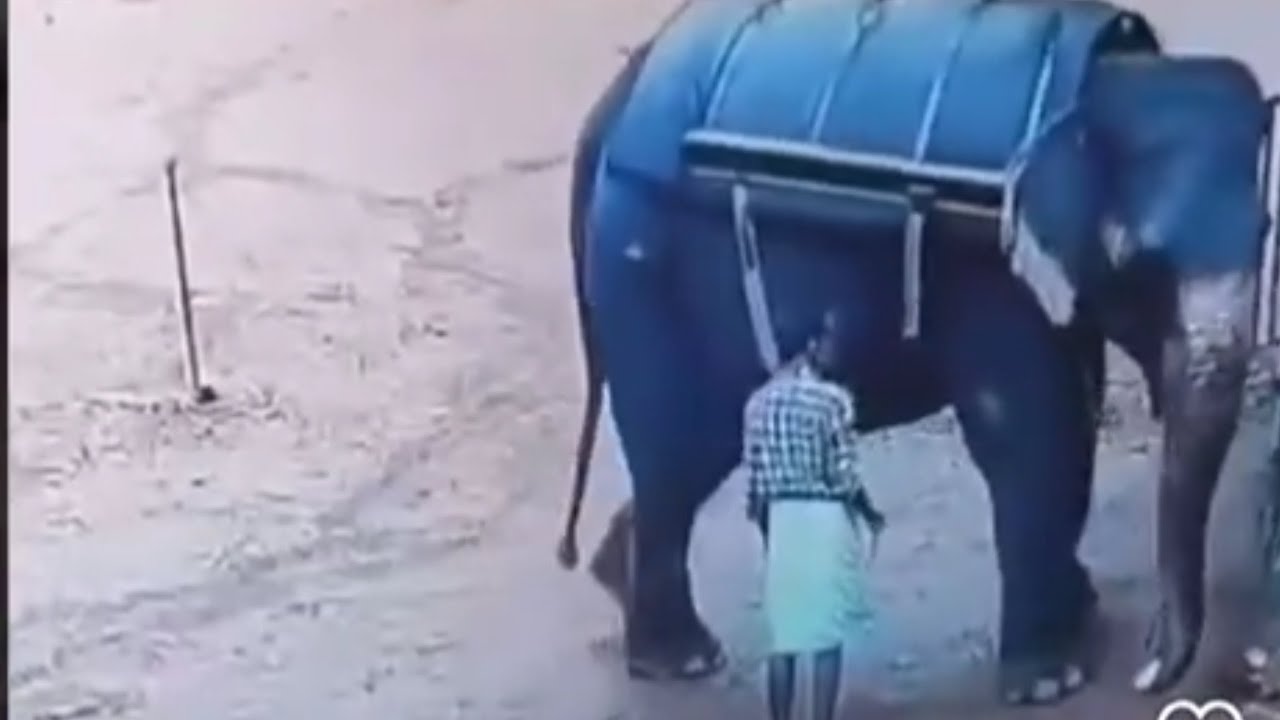 Elephant instagram reels incident | what happened
