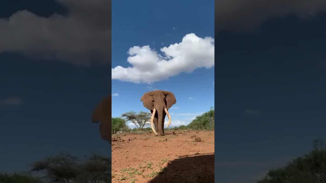 Elephant Penis