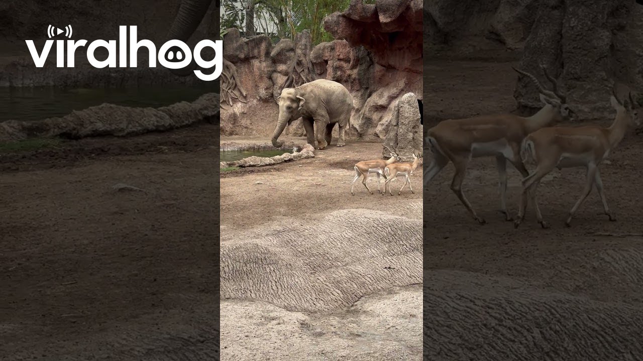 Elephant Saves Gazelle From Drowning || ViralHog