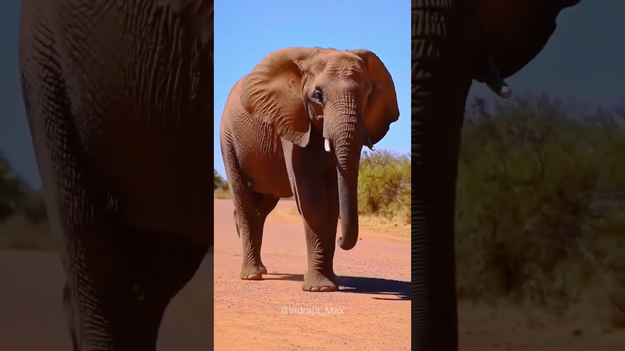 Elephant 🐘#video#shorts#funny#funnyanimal#elephant#animals