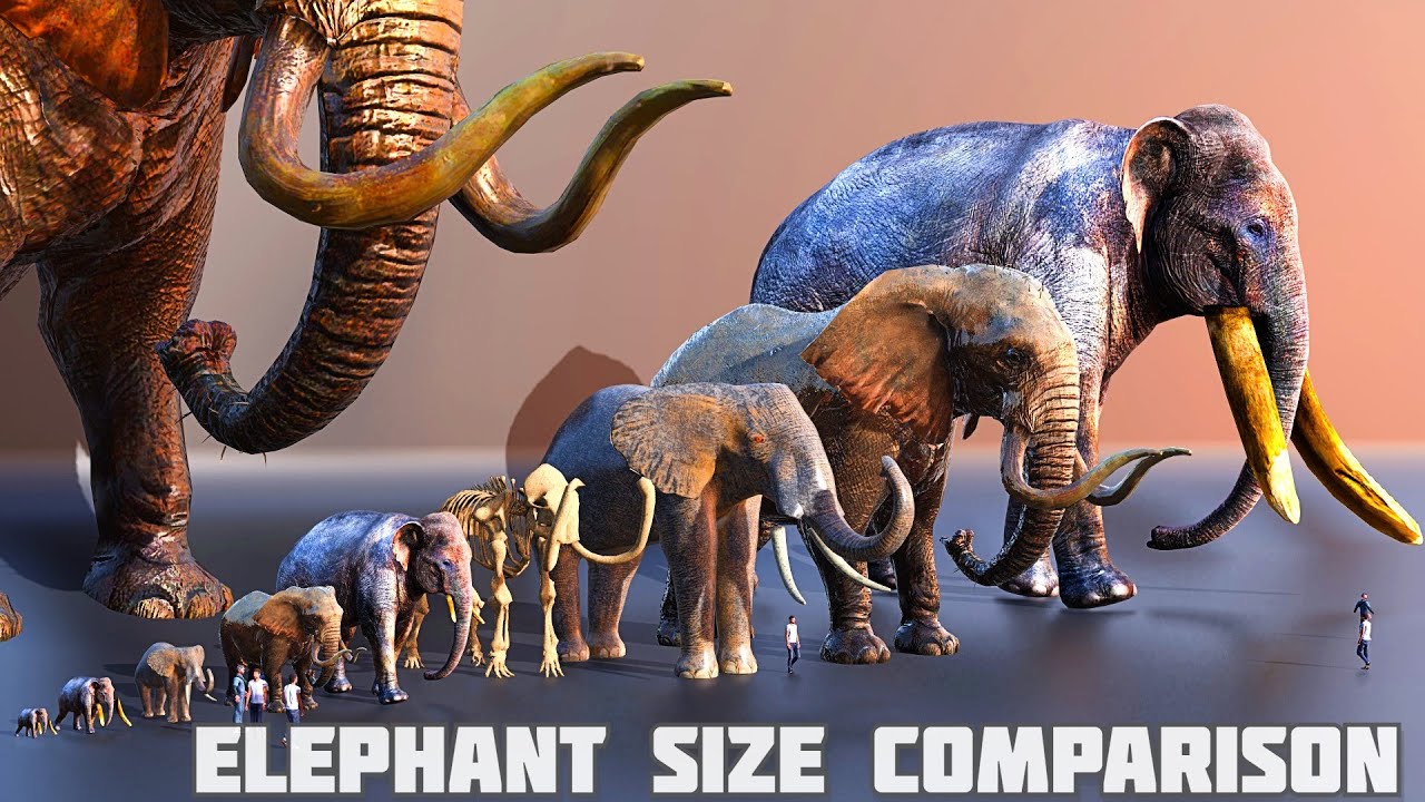 Elephants size comparison | mammoth  size comparison 😱