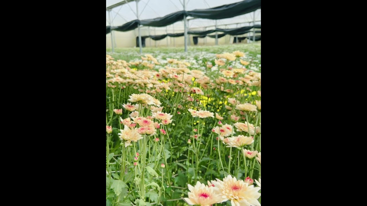 #EMVFlowerFarm #flowers  #naturesbeauty