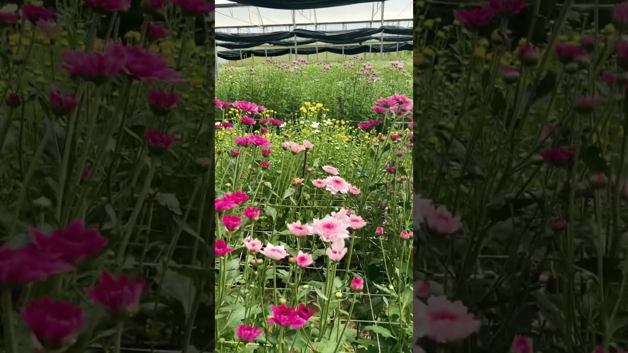 #emvflowerfarm #flowers #naturesbeauty