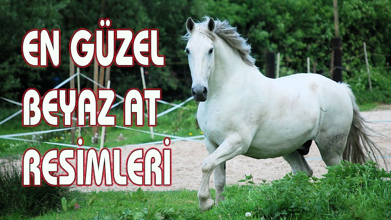 En Güzel Beyaz At Resimleri Full Hd Resim İndir 2021