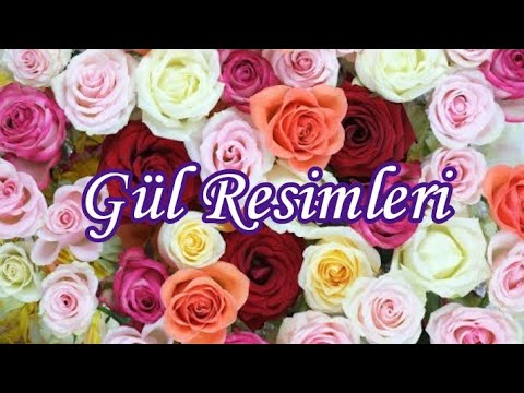 En Güzel Gül Resimleri