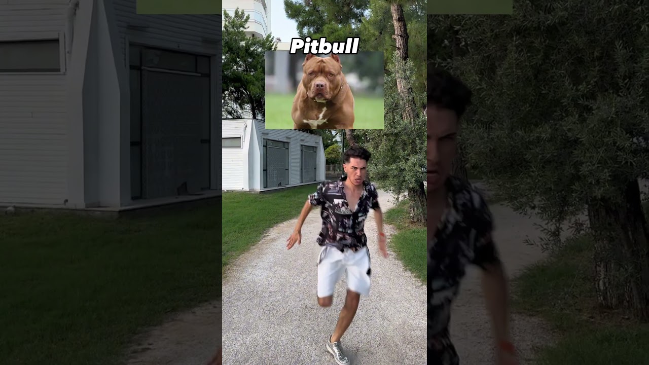 En iyisi hangisi ? 😂 🐶