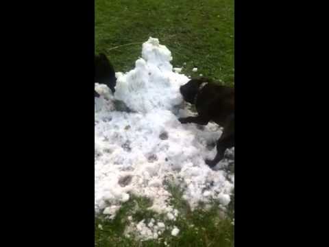 English staffordshire terriers playing with snow ball
