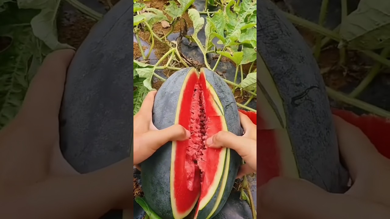 Enjoy beautiful fruits and tasty fruits🍍🍎🍓🍇 #shorts #video