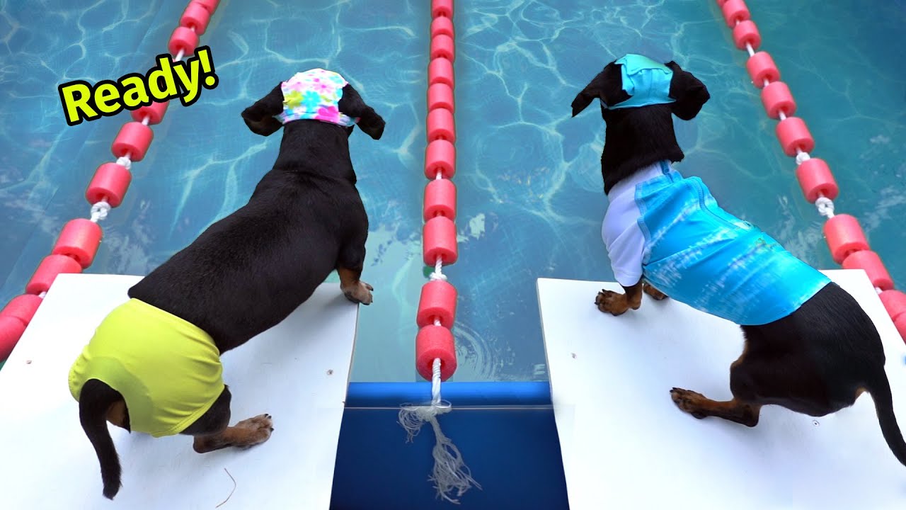 Ep 57: The WIENERLYMPICS! — (Cute & Funny Wiener Dog Video)