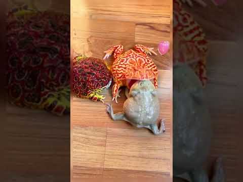 EPIC Frog Fight Showdown 🐸💥 Feeding Time Frenzy #shorts