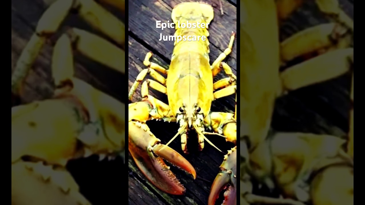 Epic lobster jumpscare