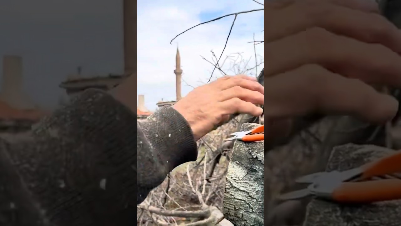 Eski aşılara benzermiş #youtube #yöntem #garden #aşılama #keşfet #ceviz #keşfetbeniöneçıkar #agac