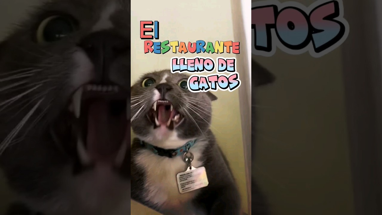 Este RESTAURANTE está lleno de GATOS 🐱 CatCafecito #cats #gatos #cdmx