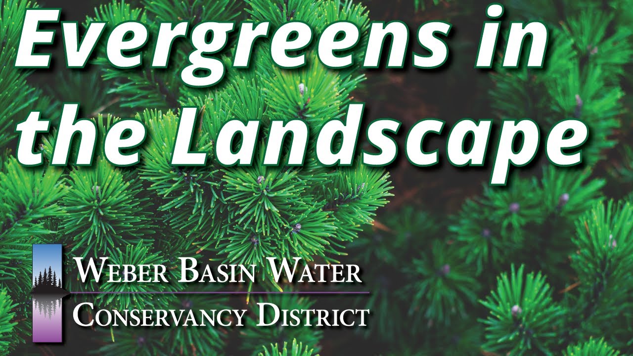 Evergreens in the Landscape