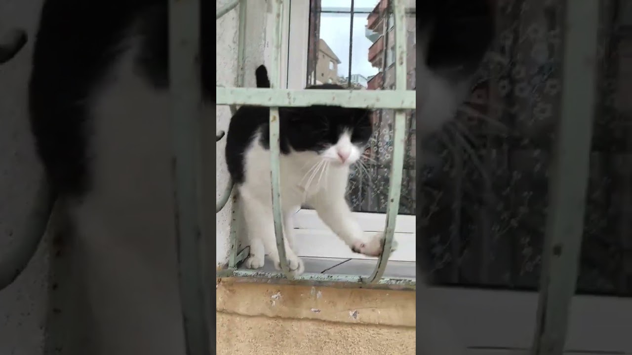 Evet kaşınıyorum gelde kaşı 😼
