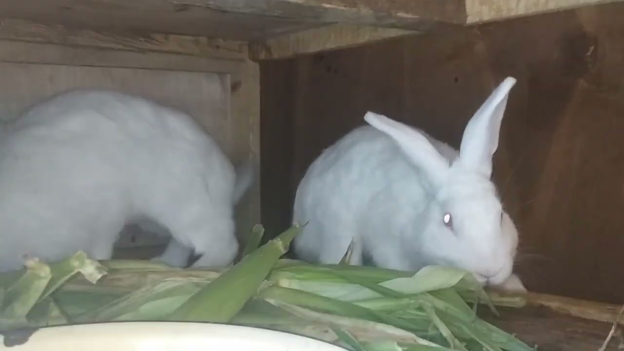 EV-HEYVANLARI!🐰🐰🐇🐓🐔🐣🐥🐤🦢🕊️🐕🐕🐎🐄🐏🐆🐃🐂🐩🦃🦚🦆🦢🕊️🦜