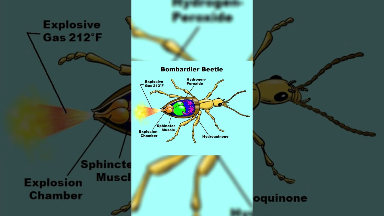 Explosive Defense: The Bombardier Beetle | Insect Incredible