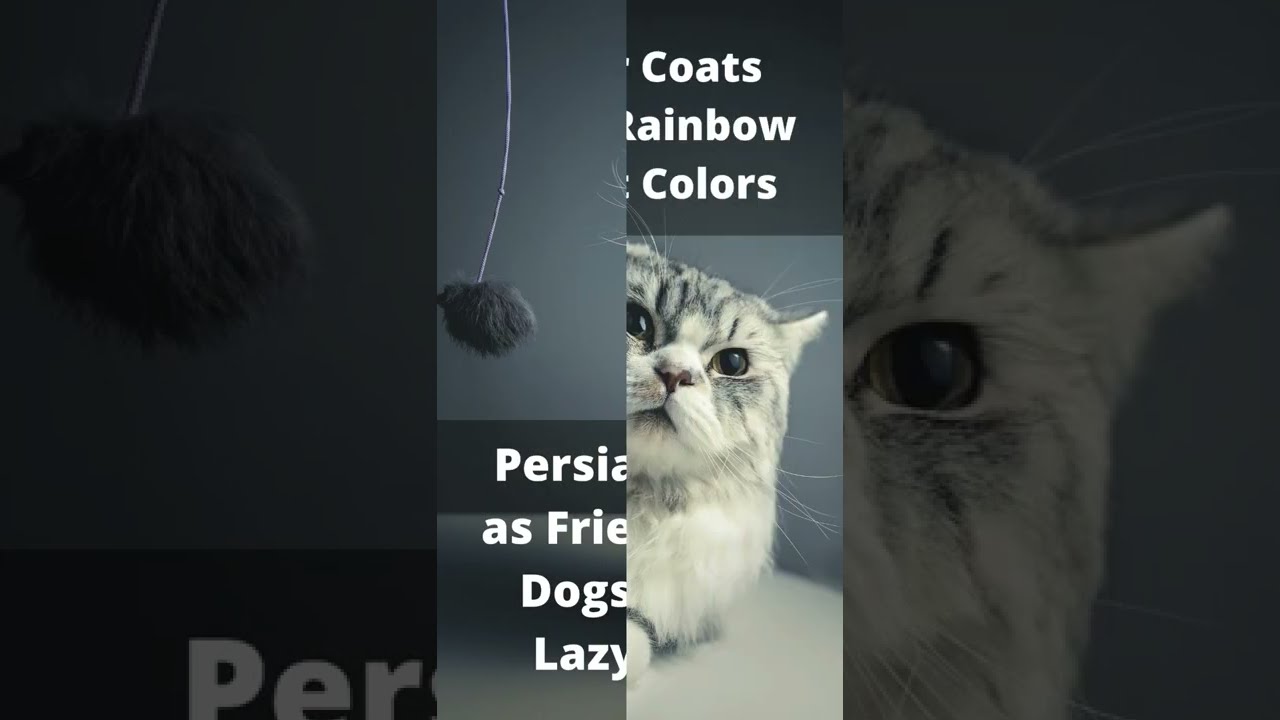 facts about Persian cats #shorts