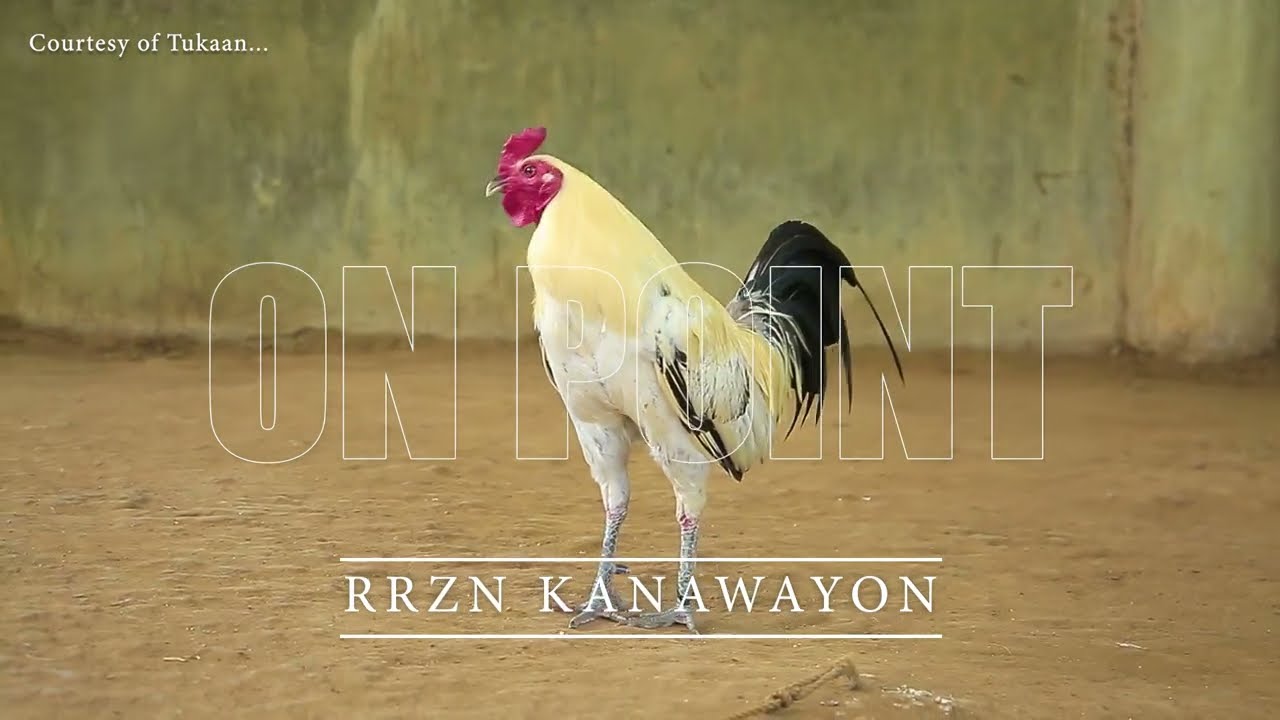 FARM VISIT: KANAWAYON of Mr. RICHE OBORDO