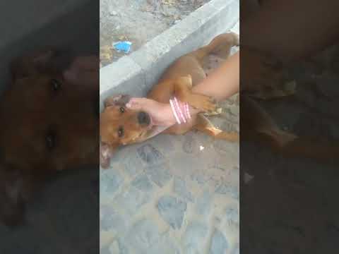 Fazendo carinho na cinira #cachorrinha