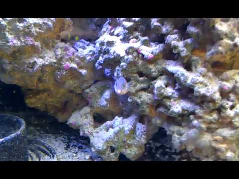 female.3gp